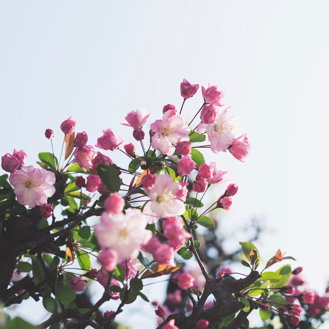 5 Tips to Celebrate the Spring Equinox